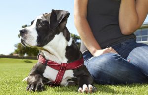 Avoir un chien améliore votre santé émotionnelle et physique