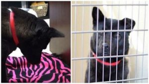 Ce chien ne peut plus dormir allongé à cause des maltraitances