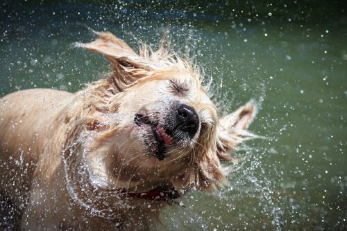 chien mouillé qui se secoue