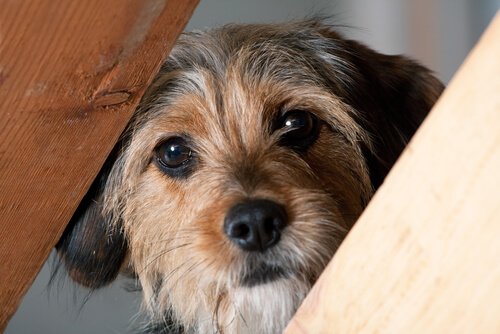 un chien effrayé