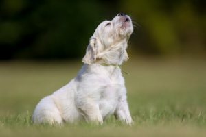 Tout sur le hurlement des chiens