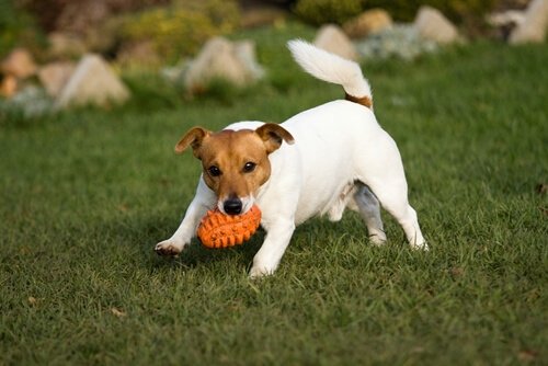 un chien joue dans un jardin