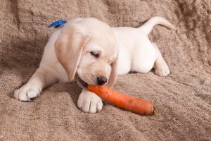 Existe-t-il des chiens végétariens ?