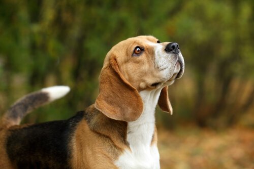 chien qui regarde en l'air