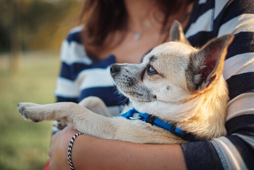 Un chihuahua dans les bras de sa maîtresse