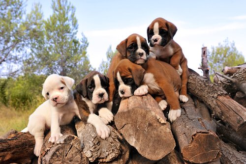 chiots boxer sur des rondins de bois