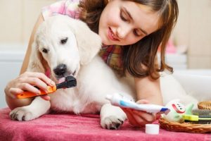 Tartre chez les chiens : remèdes naturels