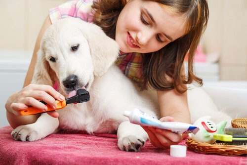 une fille brosses les dents d'un chiot