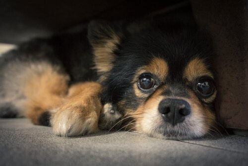 A Quoi Servent Donc Les Moustaches Des Chiens Mes Animaux