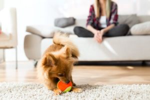 Les aspects de base du comportement du chien