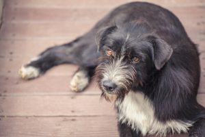 Des croquettes contraceptives pour les chiens de la rue