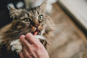 Comment donner un comprimé à son chat ?
