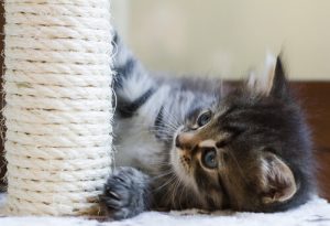 Griffoir pour chat : apprenez-lui à l'utiliser