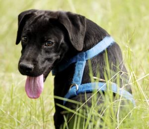 Mythes et réalités sur le harnais pour chiens