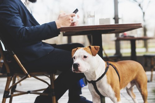 un jeune pitbull porte un harnais avec son maître à la terrasse d'un café