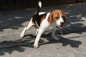 Les meilleures méthodes pour que votre chien urine dans la rue