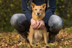 L'insuffisance cardiaque chez les chiens