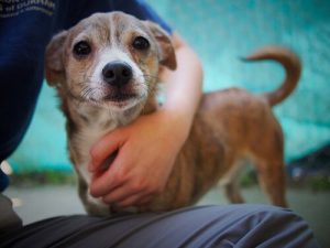 Asthme : les chiens réduisent les symptômes chez les enfants