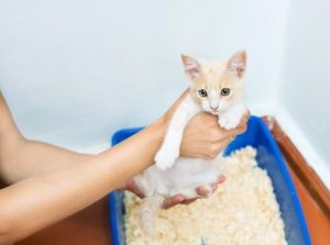 Comment choisir la meilleure litière pour son chat