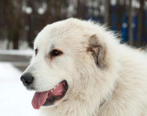 Le Mastiff des Pyrénées