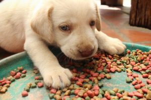 Les meilleures marques de croquettes premium pour chiens