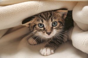 6 mythes sur les chats