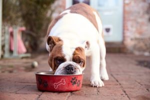 Les nutriments nécessaires aux chiens âgés