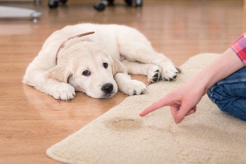 chiot qui a uriné sur un tapis