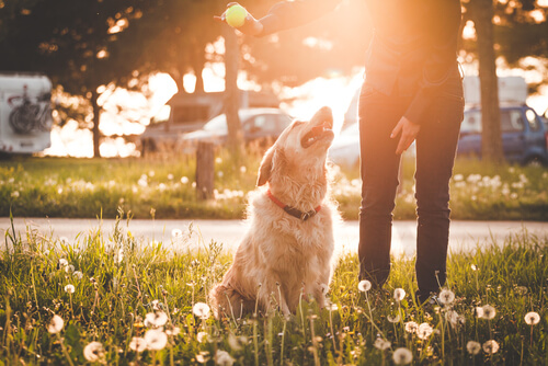 une femme et un golden retriever dans un parc