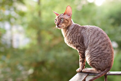 Un chat Cornish Rex sur une rambarde