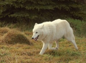 6 races de loups différentes