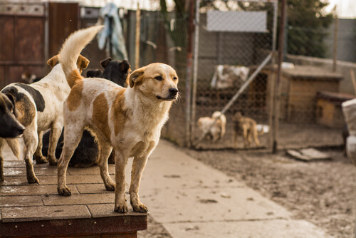 Un refuge plein d'animaux