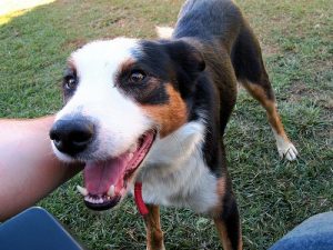 La santé mentale de votre animal de compagnie