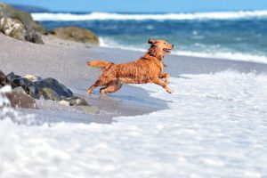 chien à la plage