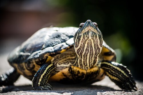 Les Tortues En Voie De Disparition Mes Animaux