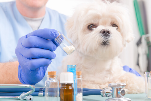 L’ibuprofène est toxique pour les chiens L’ibuprofène est toxique pour les chiens