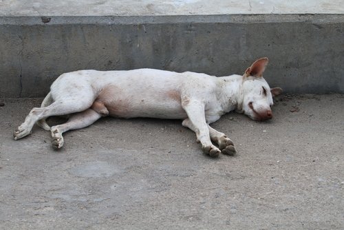 chien allongé par terre