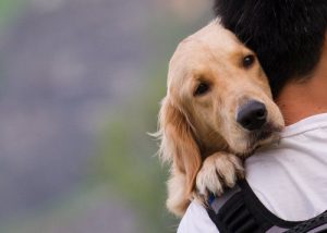 Crise d'épilepsie canine