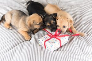 Comment choisir un cadeau pour votre animal de compagnie?