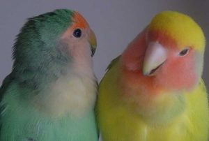 Des oiseaux comme animaux de compagnie : toujours les avoir en couple