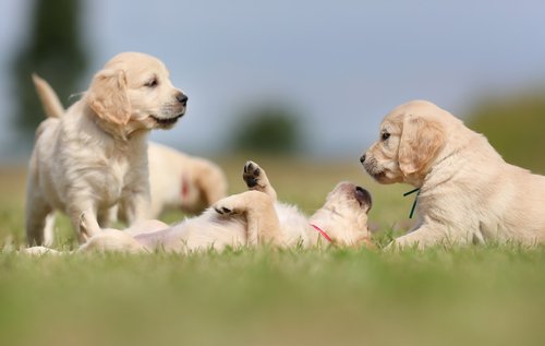 trois chiots labradors dans l'herbe dont un allongé sur le dos