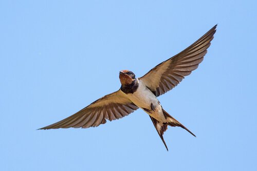 une hirondelle en plein vol