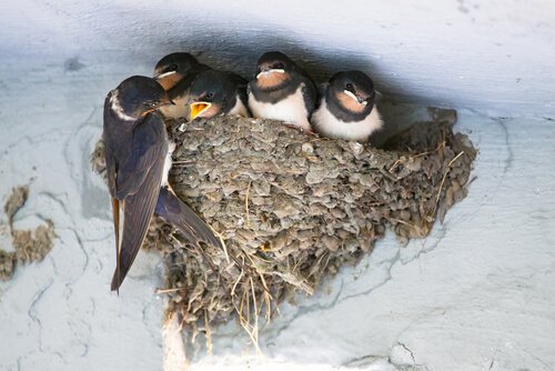 une hirondelle nourrit ses petits
