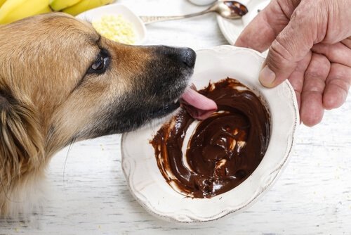 un chien lèche une assiette de chocolat fondu