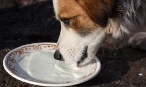 Les boissons saines pour votre chien