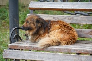 Les chiens errants, une triste réalité qui ne se termine jamais