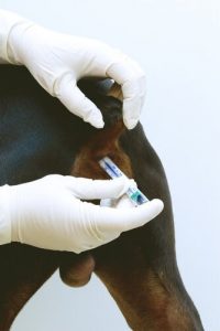 Les glandes anales de votre chien