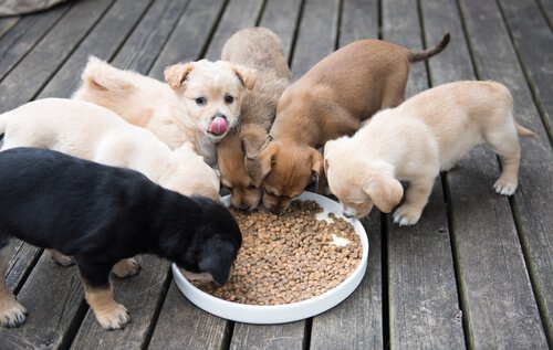 des chiots mangent dans un bol