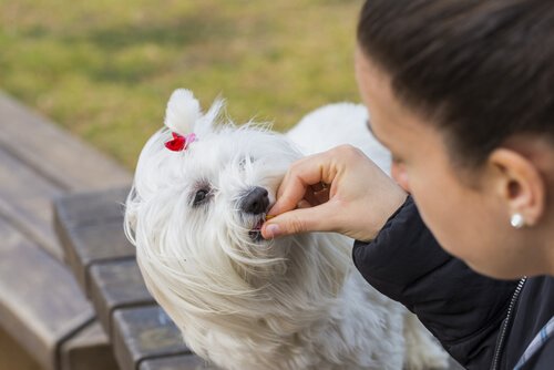 Un bichon mange une friandise donnée par sa propriétaire