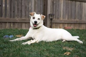 Qu'est-ce que l'abdomen aigu chez les chiens ?